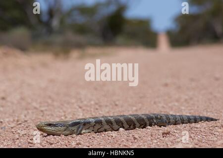 Eine östliche blau genutet Skink (Tiliqua Scincoides Scincoides) erstreckte sich über eine unbefestigte Strecke in South Australia Stockfoto