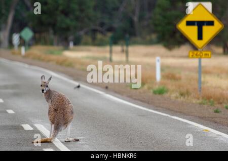 Ein roter Känguruh (Macropus Rufus) auf der Straße in der Abenddämmerung im Flinders Ranges National Park, South Australia. Stockfoto