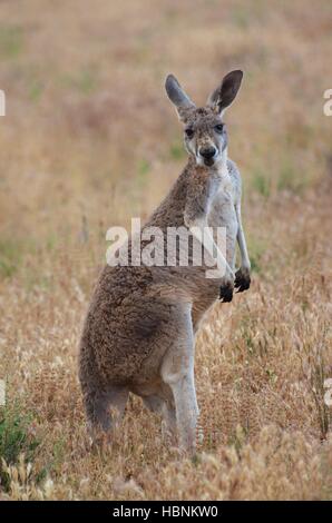 Ein roter Känguruh (Macropus Rufus) im Grasland in der Abenddämmerung im Flinders Ranges National Park, South Australia. Stockfoto