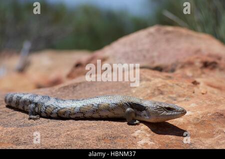 Eine östliche blau genutet Skink (Tiliqua Scincoides Scincoides) auf einem roten Felsen im Flinders Ranges National Park, South Australia Stockfoto