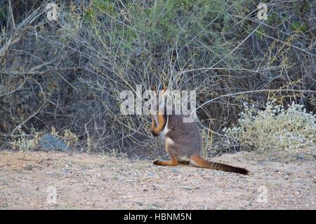 Ein gelb-footed Rock Wallaby (Petrogale Xanthopus) entlang einer Straße, die Lichtung im Arkaroola Wilderness Sanctuary, South Australia Stockfoto