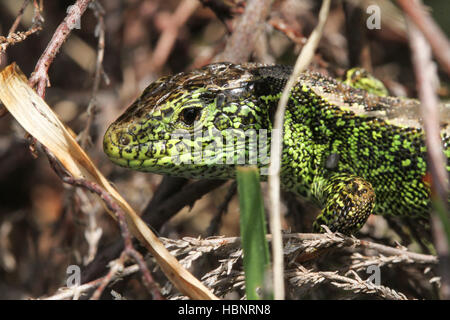 Eine seltene männliche Sand Eidechse (Lacerta Agilis) im Unterholz versteckt. Stockfoto