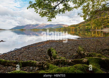 Bemoosten Baumwurzeln und Kiesstrand am Ufer des Derwent Water, ein beliebtes Touristenziel im englischen Lake District. Stockfoto