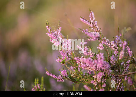 Erica in einem deutschen Moor Stockfoto