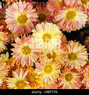 Schöne Gerbera Blumen Stockfoto