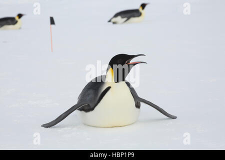 Ein Erwachsener ist Kaiser-Pinguin mit offenen Schnabel Rodeln auf dem Eis der zugefrorenen Weddell-Meer Stockfoto