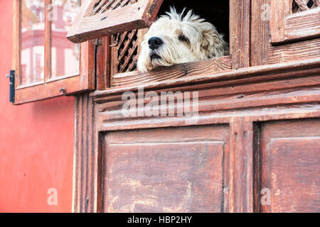 Fauler Hund in "Los Llanos de Aridane' in La Palma blickt aus dem Fenster einer historischen Fassade Stockfoto