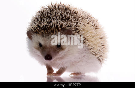 Kleiner Igel auf einem weißen Hintergrund, mit einem Lächeln und ein Vorwurf nachschlagen. Lustige schöne Haustier Stockfoto