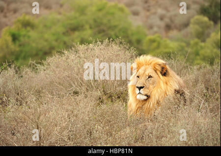 Ein Bild von einem männlichen Löwen, die am frühen Morgen in Südafrika auf Safari Stockfoto