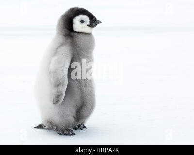 Kaiserpinguin-Küken auf dem gefrorenen Weddell-Meer Stockfoto
