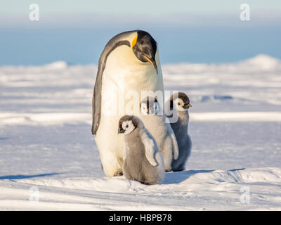 Erwachsenen Kaiserpinguin mit drei Küken Stockfoto