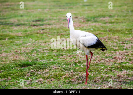 Hautnah auf schwarzen und weißen Storch Stockfoto