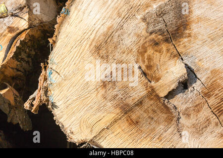 hautnah auf einem Baum Eiche Stammholz Stockfoto