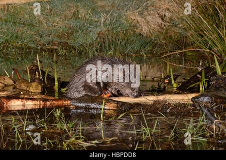 Eurasische Biber (Castor Fiber) nagen die Rinde von einem Zweig am Rande von seinen Teich, Tayside, Perthshire, Schottland Stockfoto