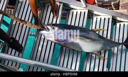 frisch aus dem gelben Meer flossen Thunfisch Stockfoto