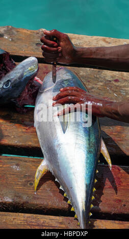 frisch aus dem gelben Meer flossen Thunfisch Stockfoto