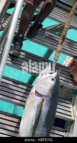 frisch aus dem gelben Meer flossen Thunfisch Stockfoto