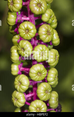 Amerikanische Frankreich, Phytolacca americana Stockfoto