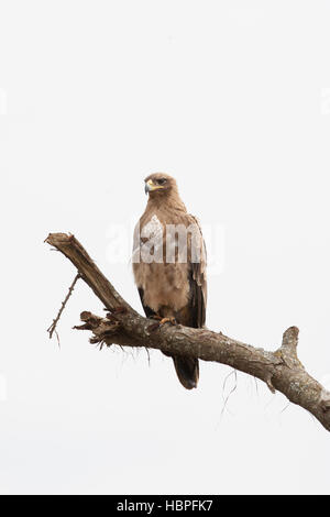 Steppenadler auf einem Baum, Masai Mara, Kenia Aquila Stockfoto