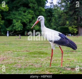 Hautnah auf schwarzen und weißen Storch Stockfoto