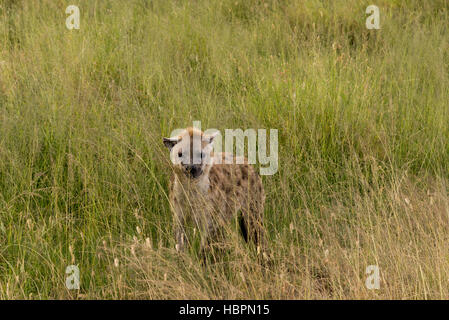 Gefleckte Hyänen (Crocuta Crocuta) im Serengeti Nationalpark, Tansania Stockfoto