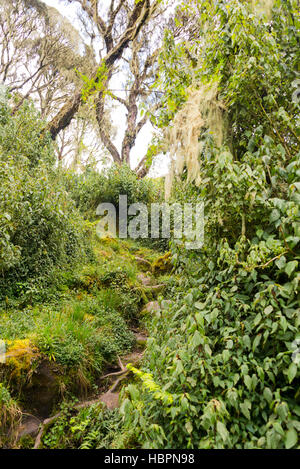 Wanderweg im Ruwenzori-Gebirge, uganda Stockfoto