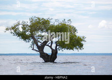 Hölzerne Pier und Sandstrand auf dem Amazonas in Manaus, Brasilien Stockfoto