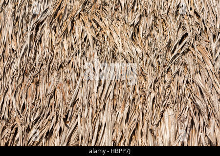 Sape Grasdach aus indigenen Stammes Haus in Manaus, Brasilien Stockfoto