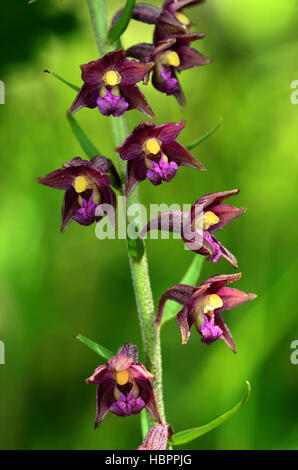 dunkle rote Helleborine, königliche Helleborine, Stockfoto