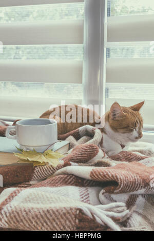 Tasse Kaffee, Buch und rot-weiße Katze Stockfoto