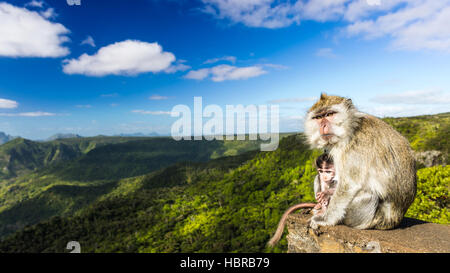 Affen am Aussichtspunkt Schluchten. Black River Gorges Nationalpark. Mauritius. Panorama Stockfoto