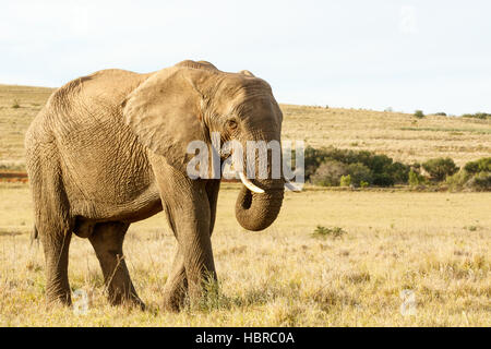 Afrikanische Elefanten essen Rasen in einem Feld Stockfoto