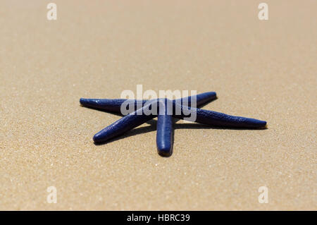 Blaue Seestern auf dem weißen sand Sonnentag Stockfoto