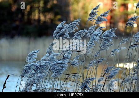 Frostigen Rasen am Dezember, Finnland. Stockfoto