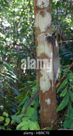 wilde Affen im asiatischen Regenwald Stockfoto