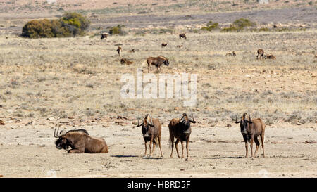 Die vier wichtigsten Black Wildebeest in der front Stockfoto