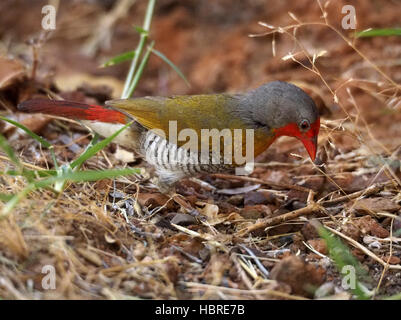 Spektakuläre grün-winged Pytilia (Pytilia Melba) oder Melba Finch picken über am Boden am Lake Baringo Rift Valley Kenia Afrika Stockfoto