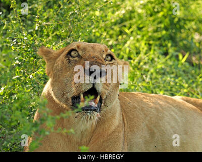 Reife Löwin (Panthera Leo) im Selous Tansania sitzen in den Büschen beobachten den Himmel um ihre Beute aus Geier zu schützen Stockfoto