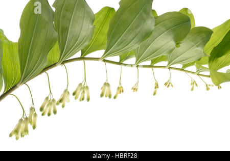 Salomonssiegel (Polygonatum Multiflorum) isoliert auf weiss Stockfoto