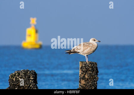 Europäische Silbermöwe (Larus Argentatus) im ersten Winterkleid thront am Strand Post entlang der Nordseeküste Stockfoto