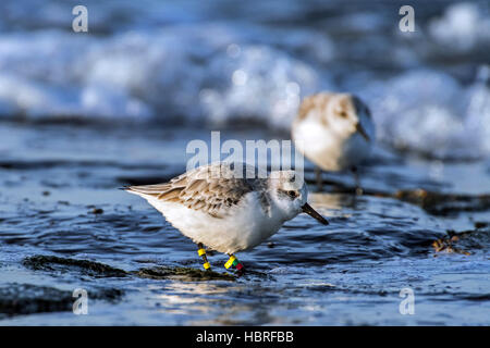 Farbe-beringt Sanderling (Calidris Alba) im Winterkleid-Zucht, die Kombination von bunten Bändern und gelbe Flagge auf Beinen Stockfoto