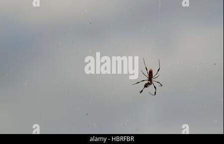 Beängstigend Banane Spider auch als goldener Seide orb Weaver Spinne im Netz an Seminole State Forest in Central Florida bekannt. Stockfoto