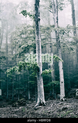 Bäume im Wald mit Nebel und wind Stockfoto