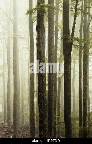 Nebel im Wald Stockfoto