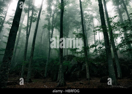 Geheimnisvolles Haus im Wald mit Nebel Stockfoto