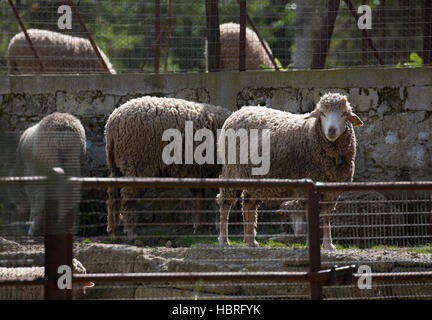 Lämmer im Land Stockfoto