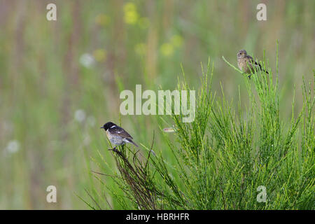 Europäische Schwarzkehlchen Stockfoto
