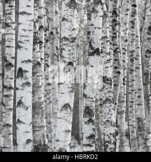 Birkenwald Baum im Frühling, große detaillierte Hintergrund, vertikale Aspen Wald Muster, große Nahaufnahme Stockfoto