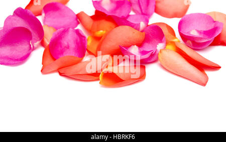 Rosenblüten Stockfoto