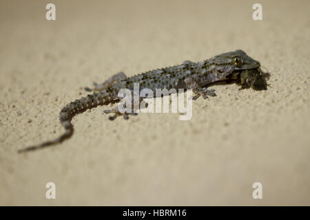 maurische Wand Gecko mit Insekt Stockfoto